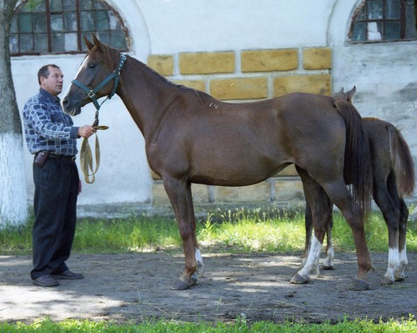 broodmare Prepona 1997 ox (Arabian thoroughbred, 1997, from Prikaz 1978 ox)