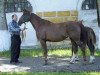 broodmare Prepona 1997 ox (Arabian thoroughbred, 1997, from Prikaz 1978 ox)