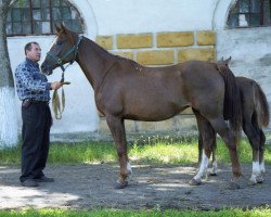 Zuchtstute Prepona 1997 ox (Vollblutaraber, 1997, von Prikaz 1978 ox)