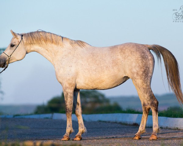 broodmare Paola 2003 ox (Arabian thoroughbred, 2003, from Akcent 1995 ox)