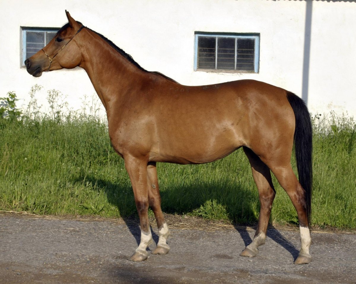 broodmare Tektonika 2005 ox (Arabian purebred, 2005, from Karat 1993 ox)
