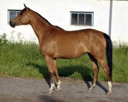 broodmare Tektonika 2005 ox (Arabian thoroughbred, 2005, from Karat 1993 ox)