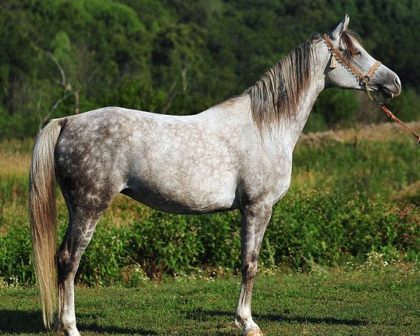 broodmare Nubiyka 2002 ox (Arabian thoroughbred, 2002, from Barkas 1991 ox)