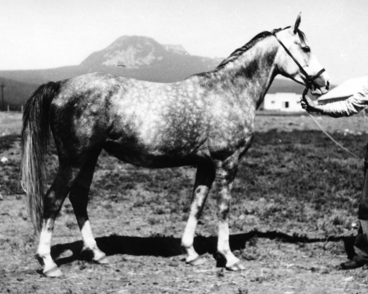 broodmare Ninia 1975 ox (Arabian purebred, 1975, from Naslednik 1961 ox)