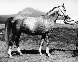 broodmare Ninia 1975 ox (Arabian thoroughbred, 1975, from Naslednik 1961 ox)