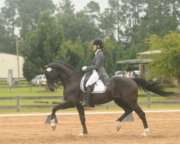 stallion Special D (KWPN (Royal Dutch Sporthorse), 1999, from Métall)