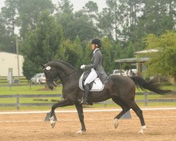 stallion Special D (KWPN (Royal Dutch Sporthorse), 1999, from Métall)