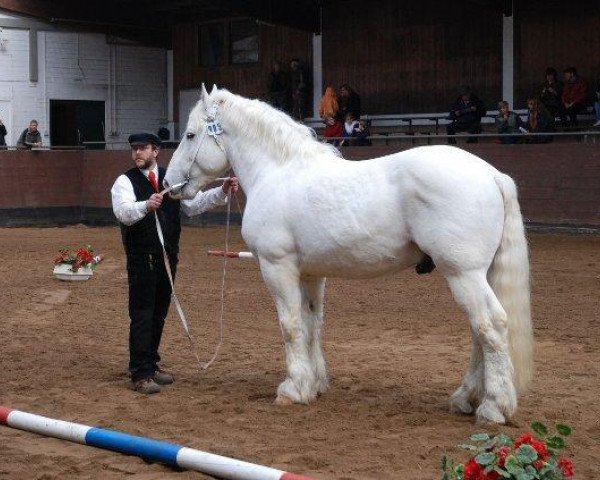 horse Pequo (Boulonnais, 2003, from Elegant)