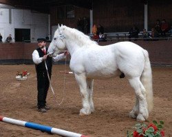 horse Pequo (Boulonnais, 2003, from Elegant)