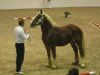 stallion Caesar (Schleswig Heavy Draft, 2008, from Sultan)