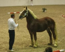 stallion Caesar (Schleswig Heavy Draft, 2008, from Sultan)