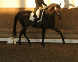 dressage horse Prince Charming Wpa (Hanoverian, 2000, from Prince Thatch xx)