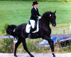 dressage horse Sauvignon 9 (Swedish Warmblood, 2004, from Sandro Hit)