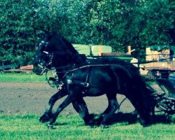 jumper Don't Forget About Me (German Riding Pony, 2011, from Don Diabolo NRW)