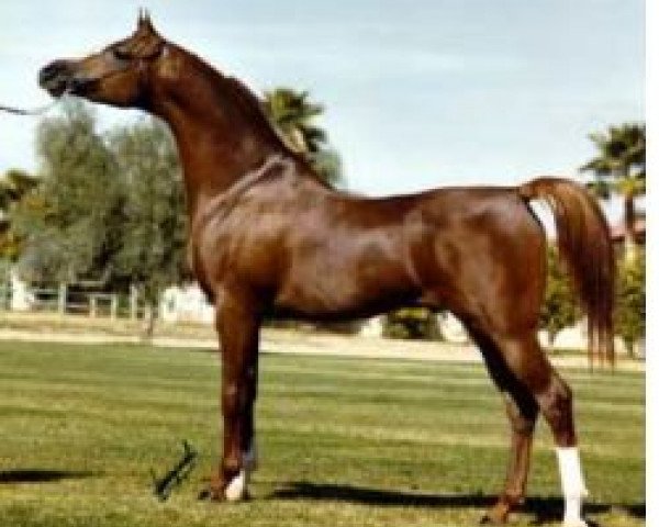 stallion Padron 1977 ox (Arabian thoroughbred, 1977, from Patron 1966 ox)