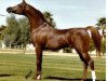 stallion Padron 1977 ox (Arabian thoroughbred, 1977, from Patron 1966 ox)