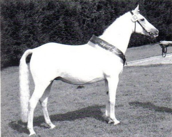broodmare Nelly (German Riding Pony, 1978, from Niklas I)
