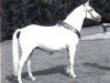 broodmare Nelly (German Riding Pony, 1978, from Niklas I)