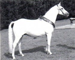 Zuchtstute Nelly (Deutsches Reitpony, 1978, von Niklas I)