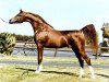 stallion Padrons Psyche 1988 ox (Arabian thoroughbred, 1988, from Padron 1977 ox)