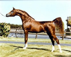 stallion Padrons Psyche 1988 ox (Arabian thoroughbred, 1988, from Padron 1977 ox)