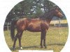 stallion Tamerlan 1967 ox (Arabian thoroughbred, 1967, from Arax 1952 ox)