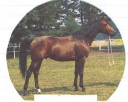 stallion Tamerlan 1967 ox (Arabian thoroughbred, 1967, from Arax 1952 ox)