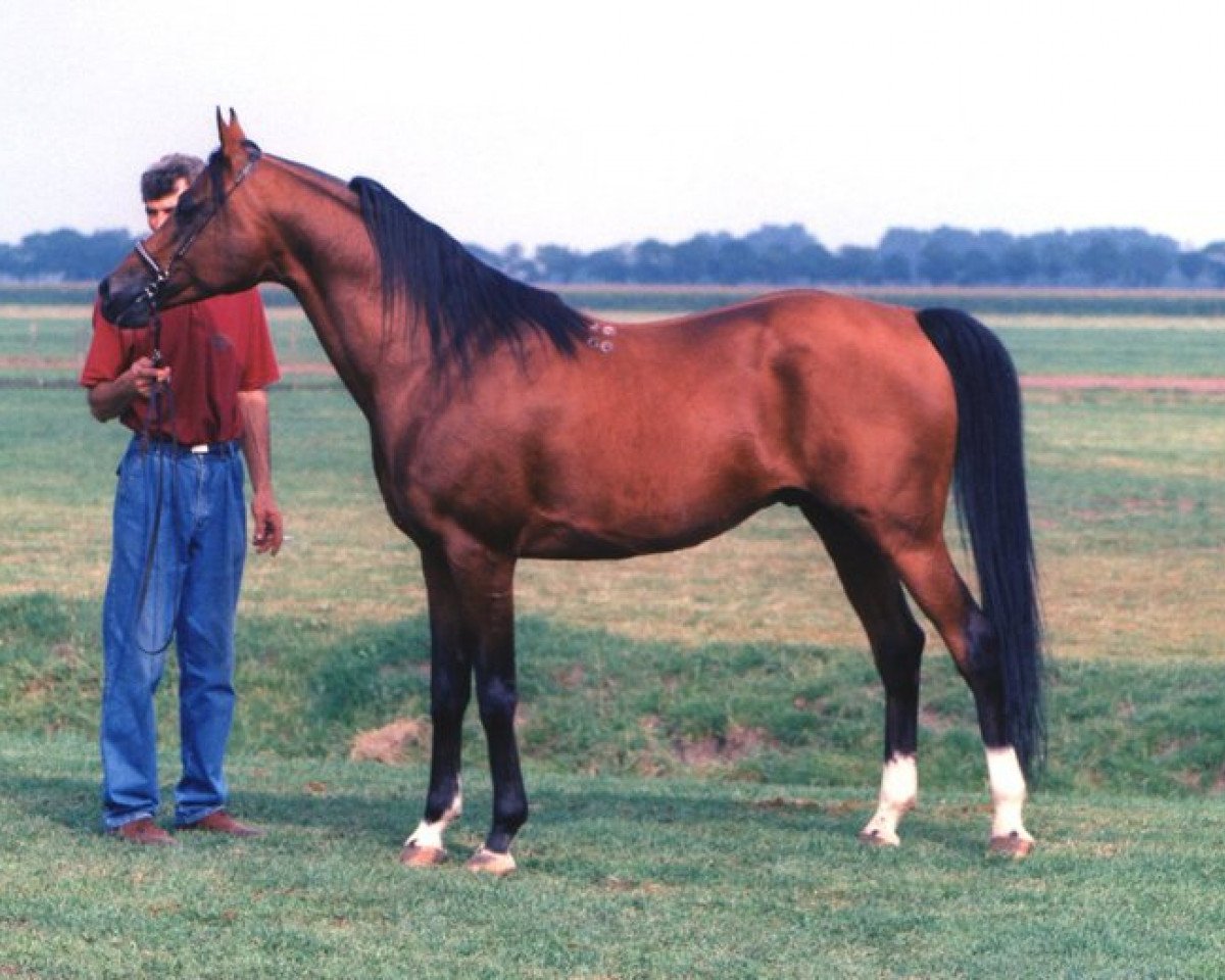 stallion Nikel 1986 ox (Arabian purebred, 1986, from Kumir 1973 ox)