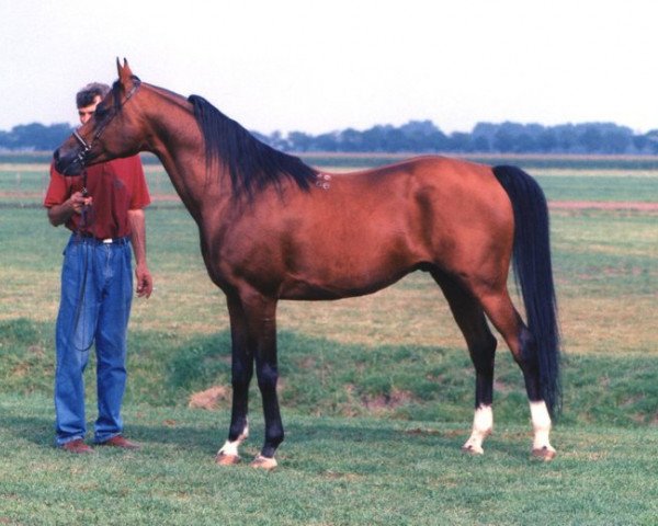 stallion Nikel 1986 ox (Arabian thoroughbred, 1986, from Kumir 1973 ox)