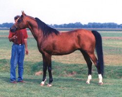 Deckhengst Nikel 1986 ox (Vollblutaraber, 1986, von Kumir 1973 ox)