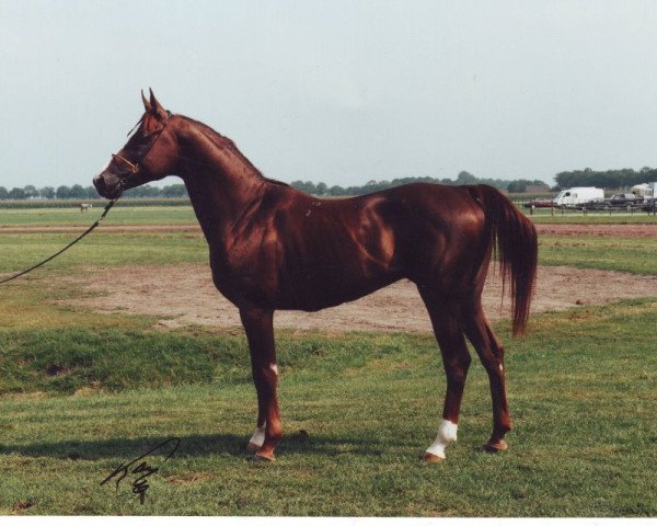 stallion Savoi 1992 ox (Arabian thoroughbred, 1992, from Aspect 1981 ox)