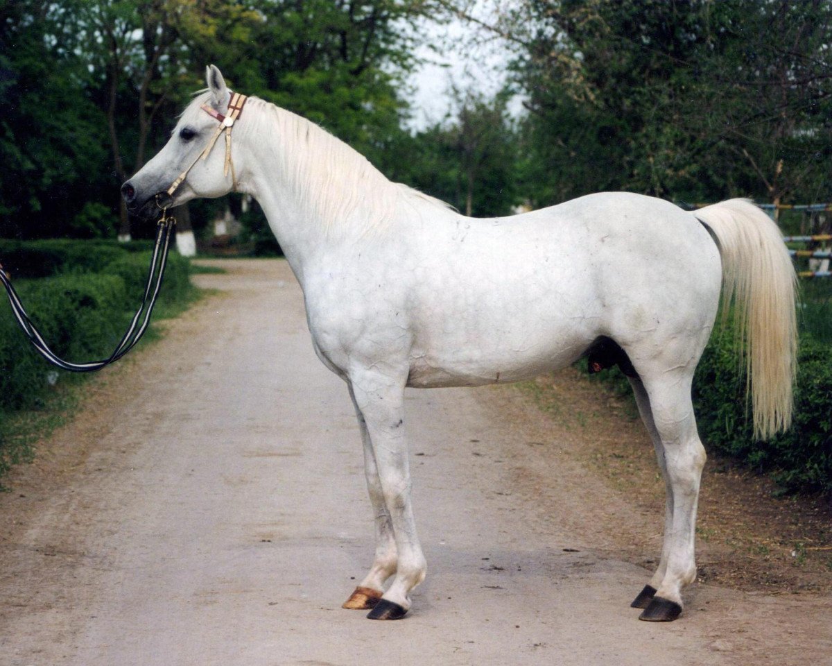 stallion Asbest 1981 ox (Arabian purebred, 1981, from Mascat 1976 ox)