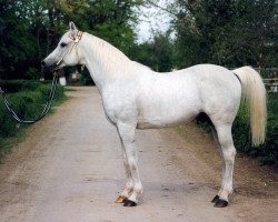 stallion Asbest 1981 ox (Arabian thoroughbred, 1981, from Mascat 1976 ox)