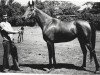 broodmare Siren 1975 ox (Arabian thoroughbred, 1975, from Nazeeh EAO)