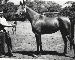 broodmare Siren 1975 ox (Arabian thoroughbred, 1975, from Nazeeh EAO)