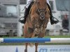 jumper Darius (Belgian Warmblood, 2003, from Kashmir van't Schuttershof)