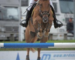 jumper Darius (Belgian Warmblood, 2003, from Kashmir van't Schuttershof)