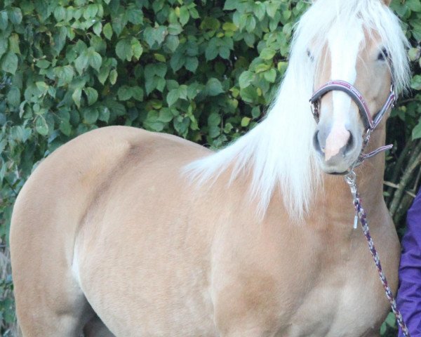 horse Hiva Lonski (Haflinger, 2009, from Arachon I)