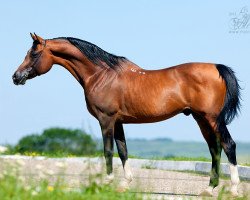 stallion Marcipan 1999 ox (Arabian thoroughbred, 1999, from Parusnik 1987 ox)