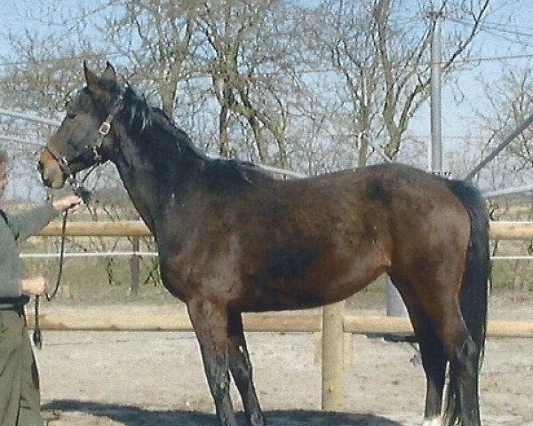 broodmare Vicky (Oldenburg, 1994, from Noble Champion)