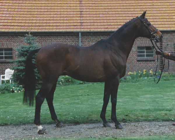 stallion Helikon xx (Thoroughbred, 1983, from Königsstuhl xx)