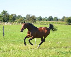 Springpferd Jappalou (Holsteiner, 1995, von Carpaccio)