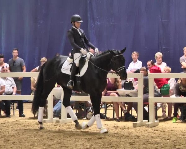 Hengstschau Gut Buchenhof Hengststation Daniel Dassler 2018