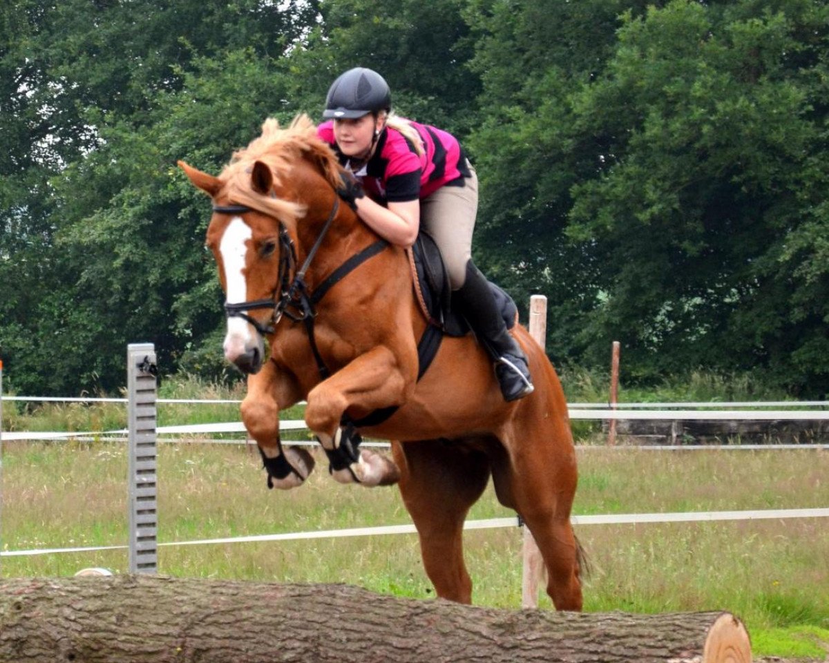 jumper Clemens 48 (Oldenburg, 2006, from Cannavaro)