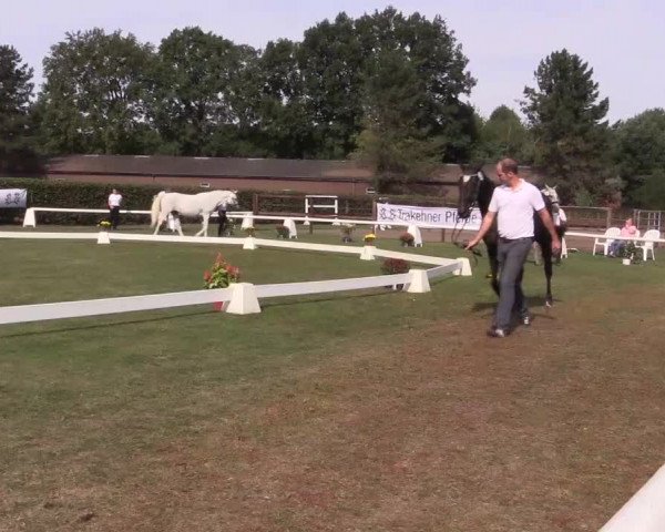 6. Trakehner Landesschau im Zuchtbezirk Westfalen
