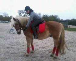 dressage horse Maikel (Haflinger, 1991, from Mandy)