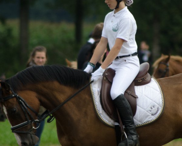 Deckhengst Manolito (Deutsches Sportpferd, 2009, von Mustang)