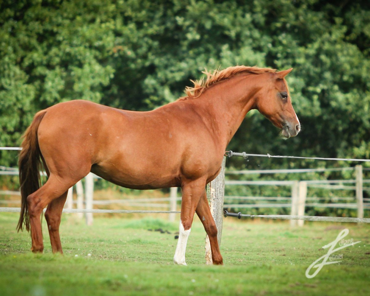 broodmare Moonlight 359 (German Riding Pony, 2003, from Dakar)