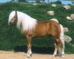 stallion Alpha (Haflinger, 1973, from liz. Afghan)