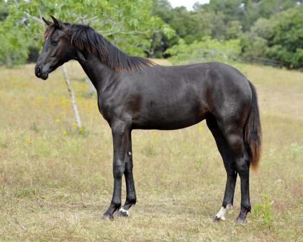 broodmare Fiorina de Fangar (Hanoverian, 2012, from Fürst Romancier)